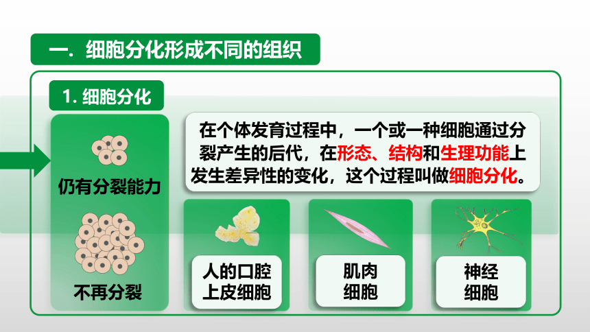 2022--2023学年人教版七年级上册生物 2.2.2动物体的结构层次课件 (共27张PPT)