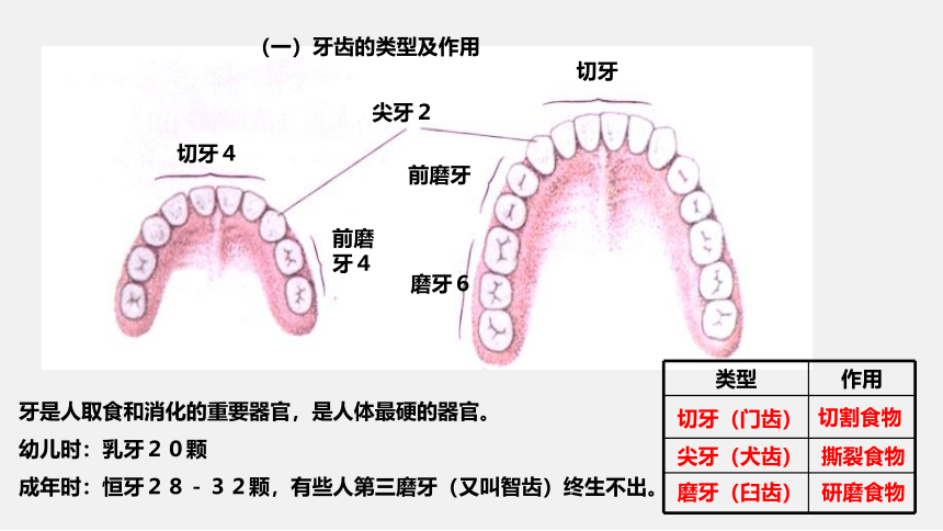 4.2 食物的消化与吸收 第1课时 （课件 19张PPT）