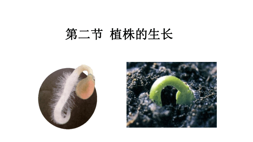 2021--2022学年人教版生物七年级上册_3.2.2 植株的生长 课件（24张PPT）