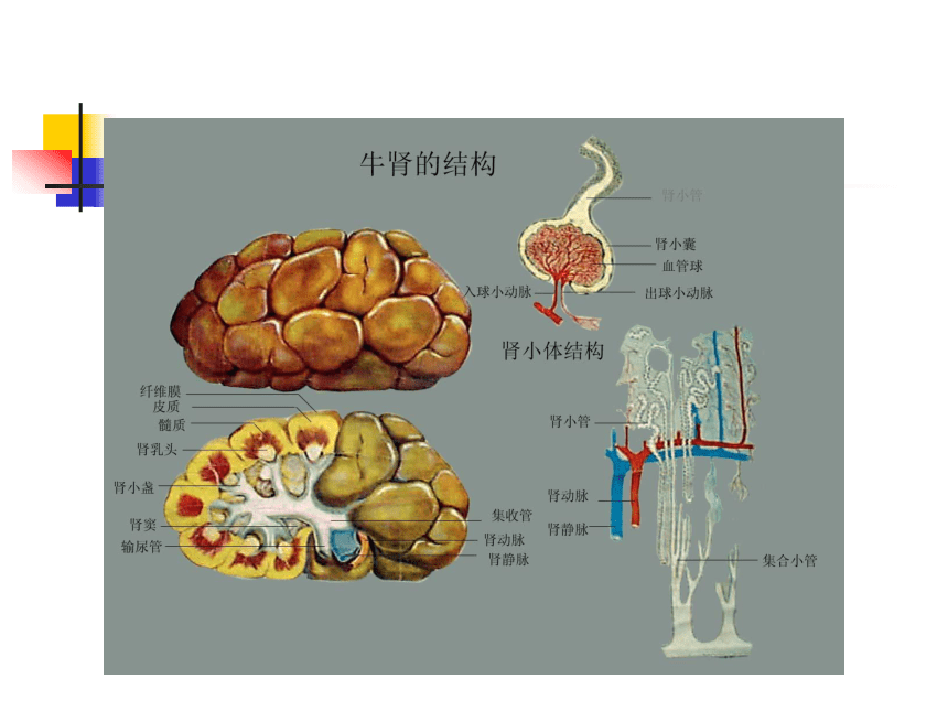 7.泌尿系统  课件(共55张PPT) - 《畜禽解剖生理学》同步教学（高教版）