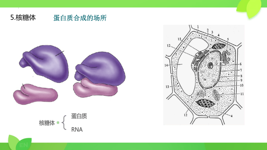 3.2 细胞器之间的分工合作课件-(共21张PPT)人教版必修1