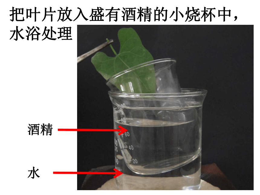 人教版生物七年级上册 3.4 绿色植物是生物圈中有机物的制造者  课件2022--2023学年  (共20张PPT)