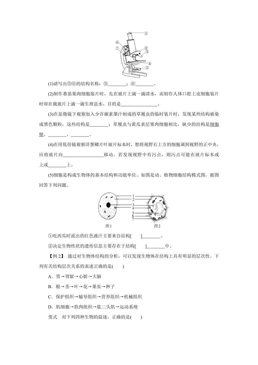 第2章 观察生物 专题分类突破二　细胞与生物结构模型 （含答案）