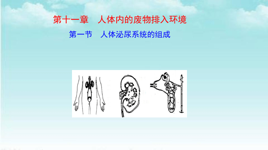 苏教版生物七年级下册 4.11.1 人体泌尿系统的组成 课件 (共25张PPT)