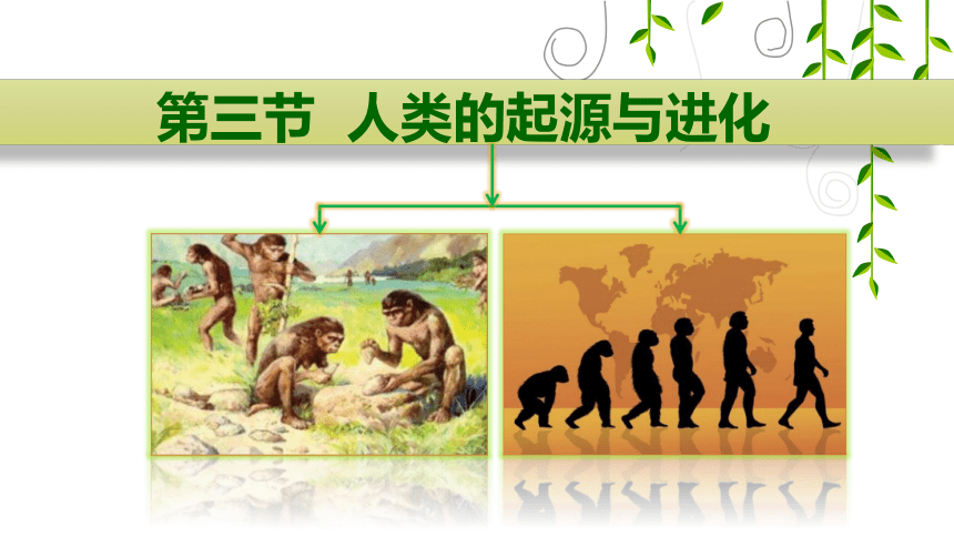 北师大版 八下 第七单元 第21章 第3节 人类的起源与进化 课件（17张PPT）