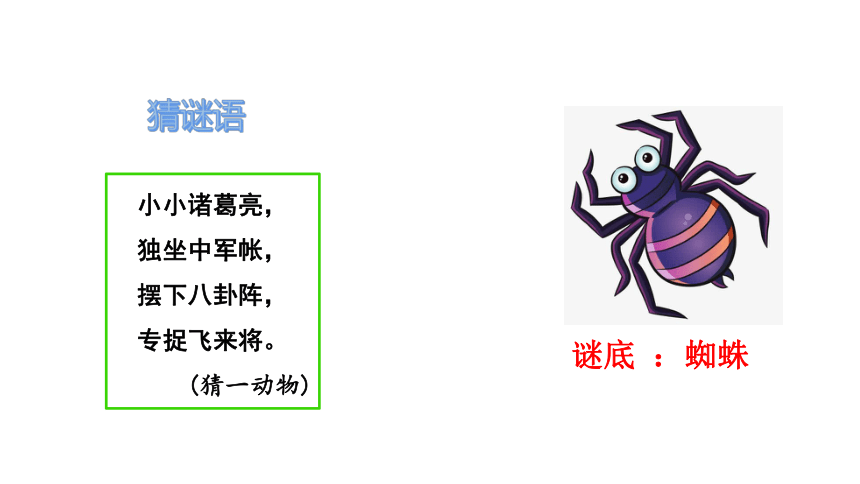 20 蜘蛛开店    课件(共55张PPT)