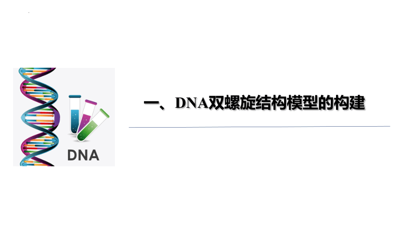 3.2DNA的结构课件(共46张PPT)2022-2023学年高一下学期生物人教版必修2