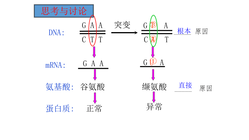 2021——2022学年高一下学期 生物人教版（2019） 必修2  5.1基因突变和基因重组  课件（25张PPT）