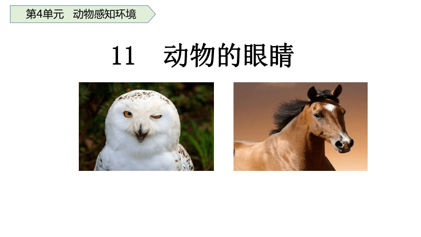 青岛版（六三制2017秋） 二年级下册 第四单元 11 动物的眼睛 (共15张PPT)