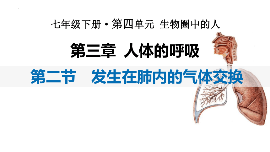 4.3.2发生在肺内的气体交换课件 (共27张PPT)人教版生物七年级下册