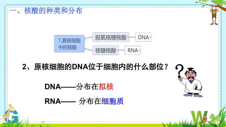 2.5 核酸是遗传信息的携带者课件-(共18张PPT)人教版必修1