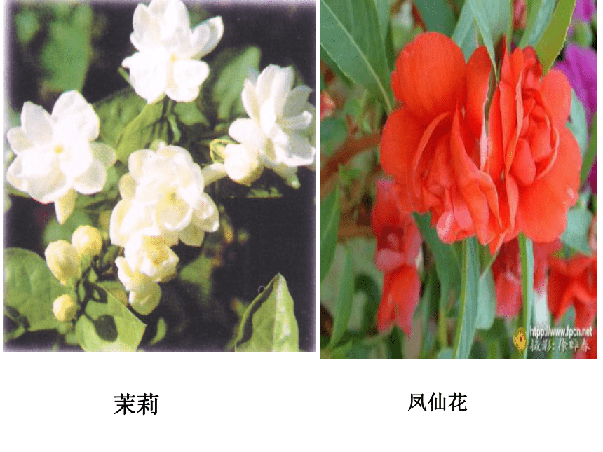 华师大版七年级下册科学 7.1绿色开花植物的有性生殖和发育 课件（33张PPT）