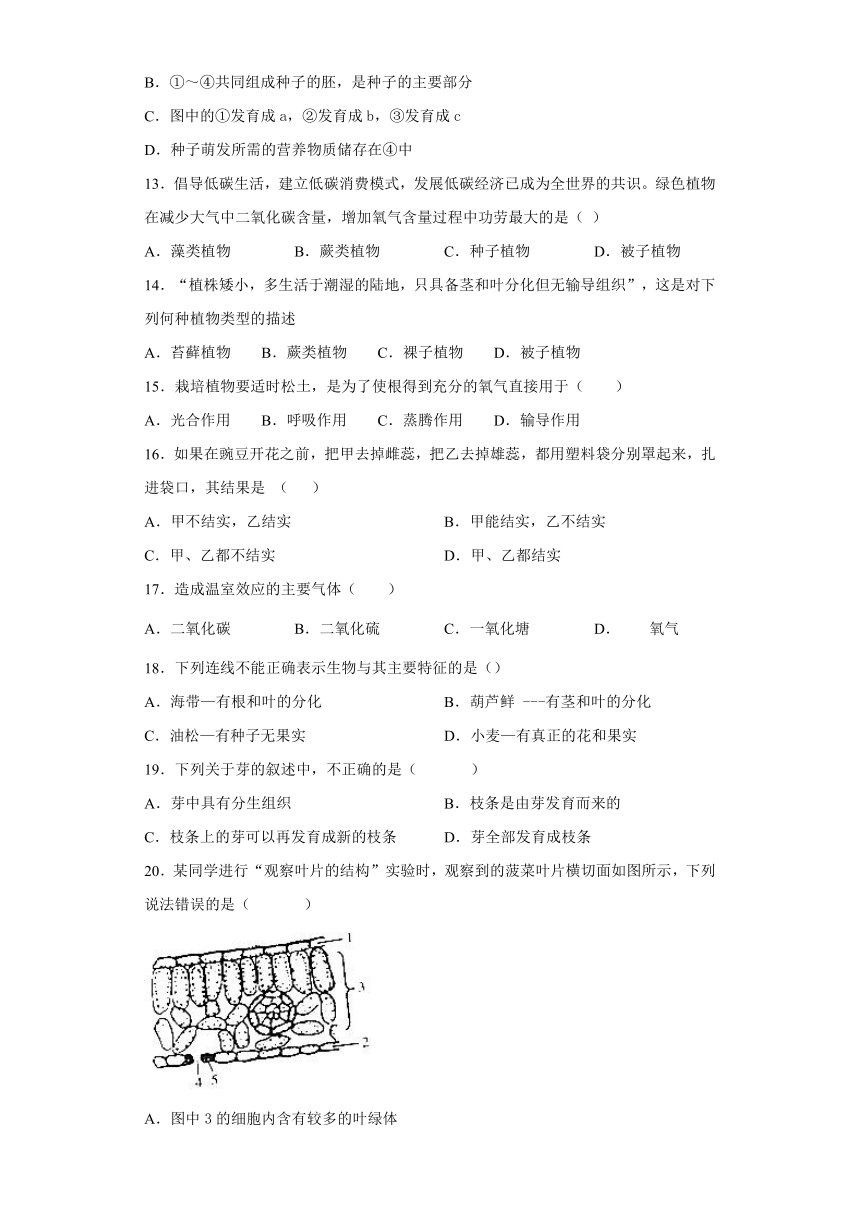 人教版七年级上册生物第三单元生物圈中的绿色植物练习题 （word版 含答案）