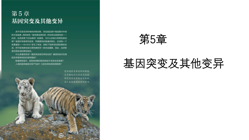 2020-2021学年高一生物（人教版（2019）必修二）5.1 基因突变和基因重组  课件（43张PPT）