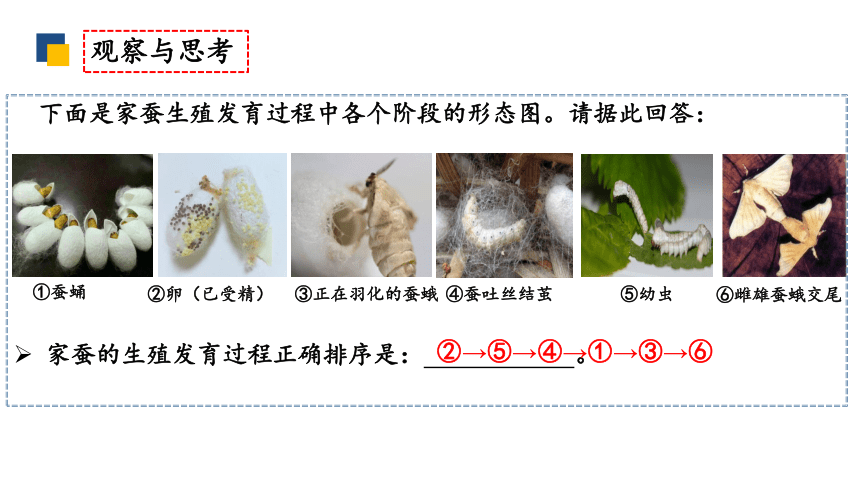 7.1.2昆虫的生殖和发育课件(共22张PPT) 人教版生物八年级下册