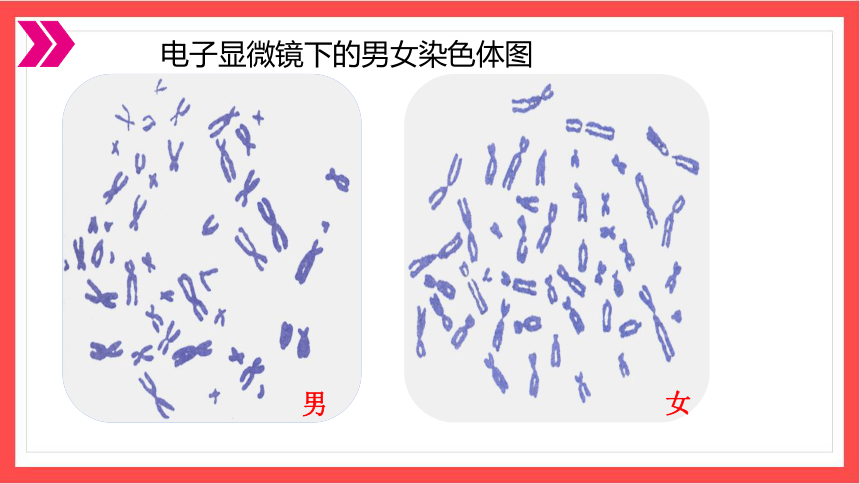 7.2.4 人的性别遗传-课件（人教版）(共27张PPT）