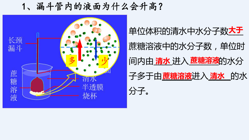 2021—2022学年 高一上学期 人教版（2019）必修1    4.1 被动运输   课件（33张）