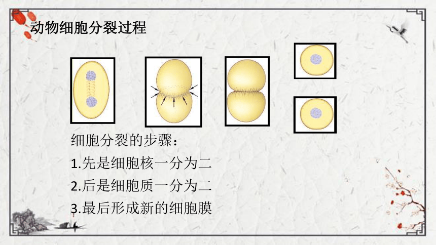 【学优课堂】初中生物人教版七年级上册 2.2.1细胞通过分裂产生新细胞课件（21张PPT)