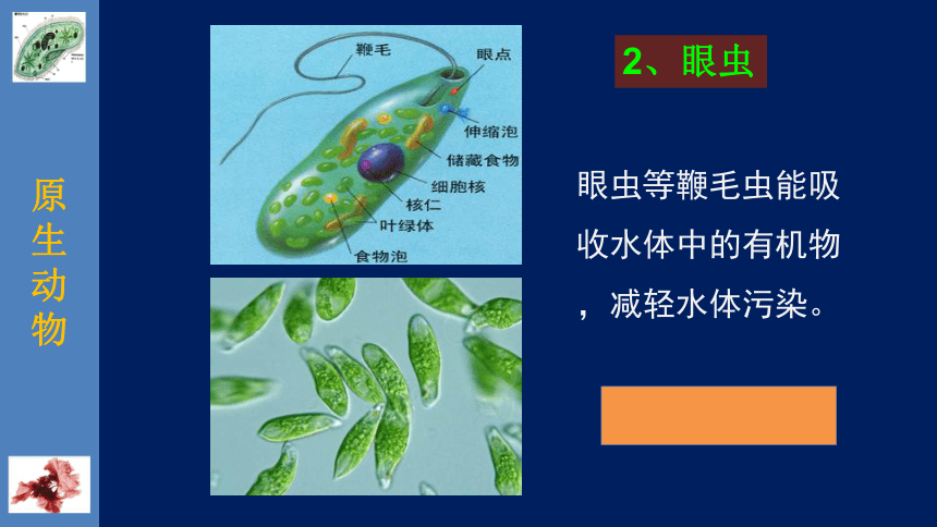 北师大版生物八年级下册22.2 原生生物的主要类群 课件（共25张PPT）