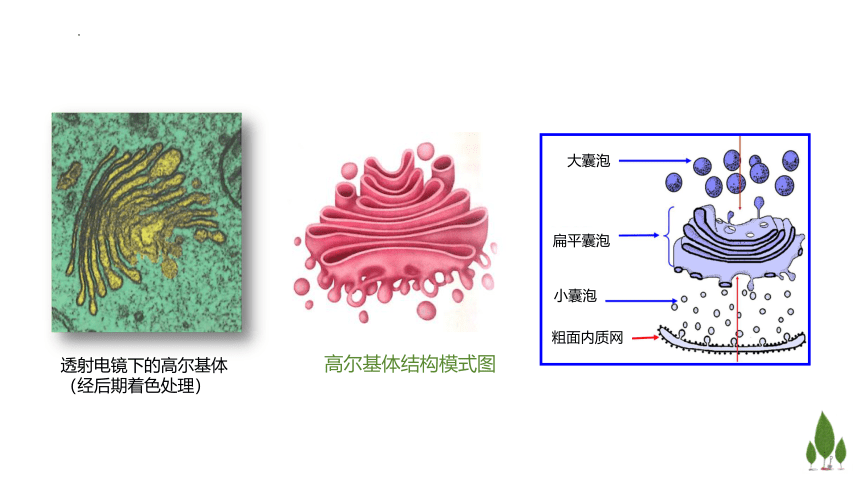 2.3 细胞质是多项生命活动的场所课件（共47张PPT）高一生物学（浙科版2019必修1）