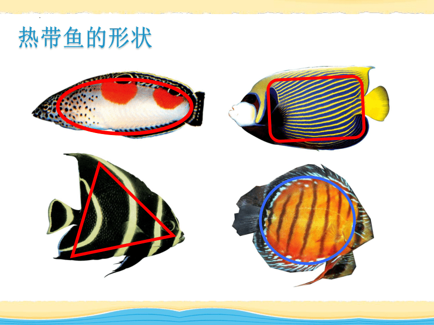 浙美版美术一年级下册 15 热带鱼乐园 课件 (共24张PPT)