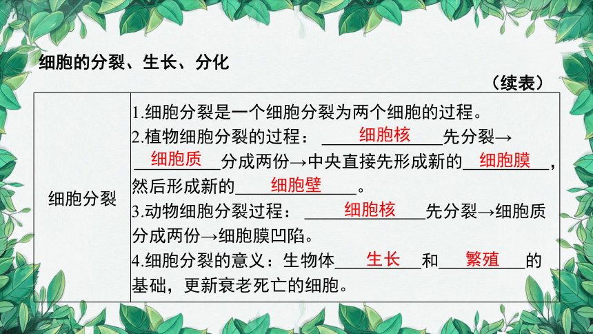 2023年中考生物复习 课题二 细胞的分裂、生长、分化课件(共26张PPT)