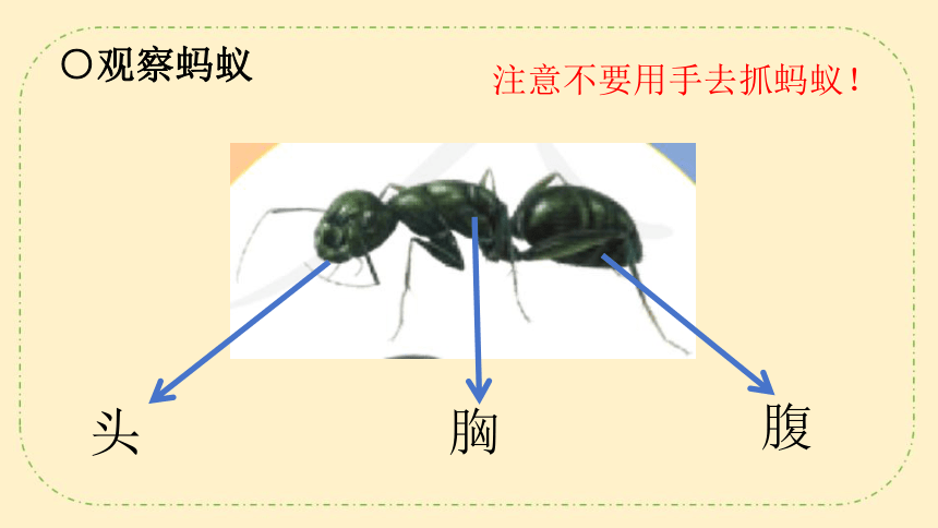 人教鄂教版（2017秋） 二年级下册3.7 蚂蚁  课件 (共24张PPT)