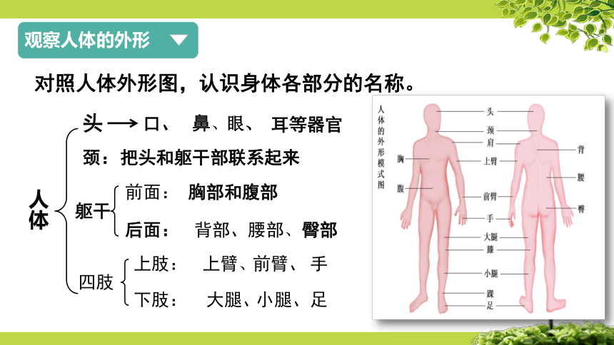 9.2 人体的组成（第1课时）课件七年级生物下册（苏科版）（共27张PPT）