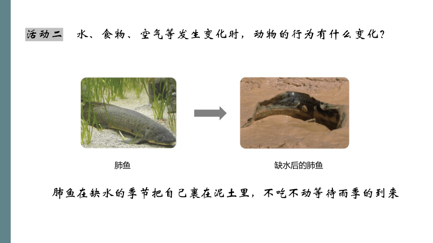 青岛版（六三制2017秋）科学六年级下册7  动物行为与环境变化  课件 (共17张PPT)