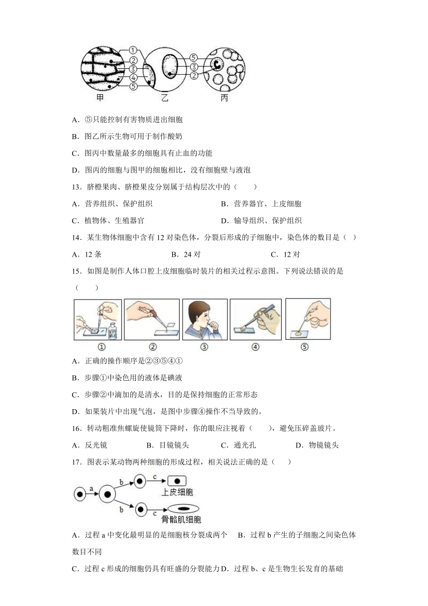 人教版生物七年级上册第二单元  生物体的结构层次  测试题（word版 有答案）