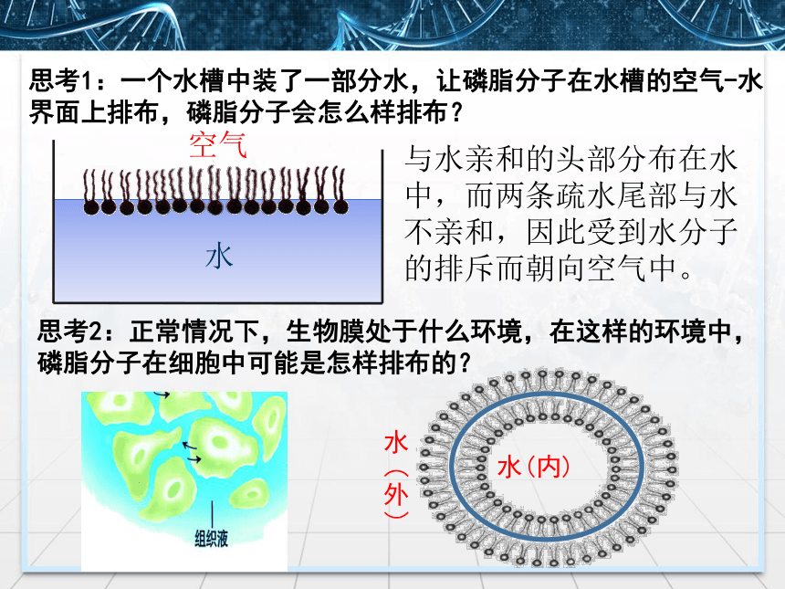 2021—2022学年高一上学期 生物人教版 必修1  4.2生物膜的流动镶嵌模型  课件（20张ppt）