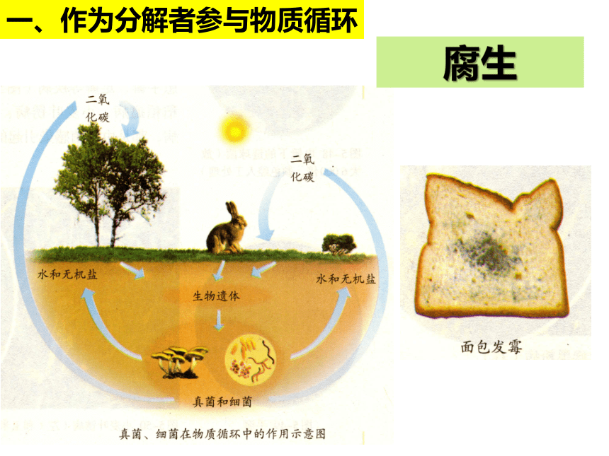 人教版生物八年级上册 5.4.4 细菌和真菌在自然界中的作用  2022-2023学年课件 (共18张PPT)