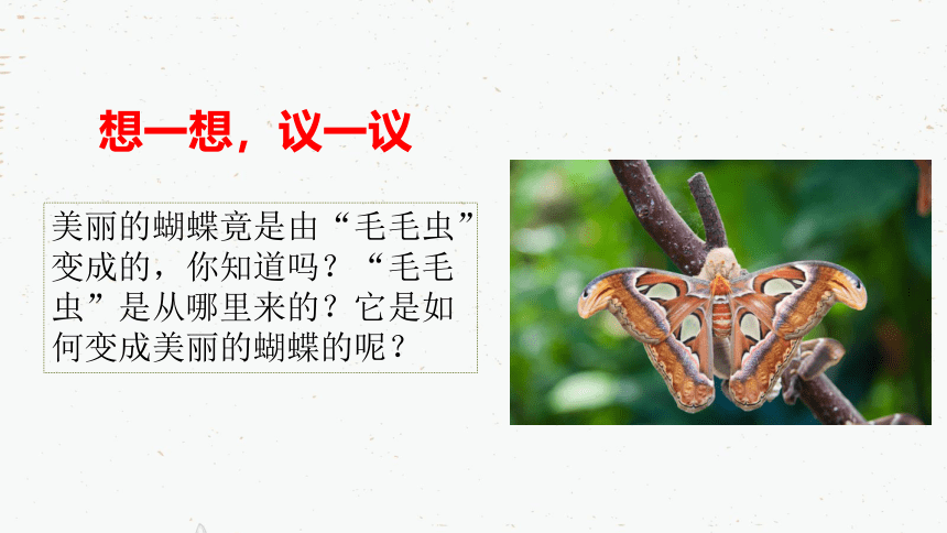 7.1.2 昆虫的生殖和发育课件(共26张PPT)