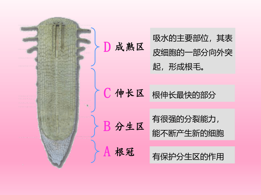 人教版七年级生物上册 3.2.2植株的生长课件(共38张PPT)