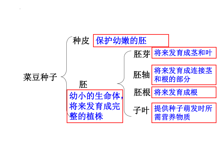 3.1.2 种子植物课件(共33张PPT)2022--2023学年人教版生物七年级上册