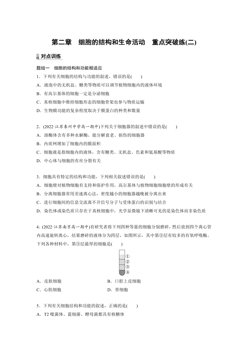 2022-2023学年苏教版2019高中生物必修1 第二章　细胞的结构和生命活动  重点突破练(二)（word版含解析）