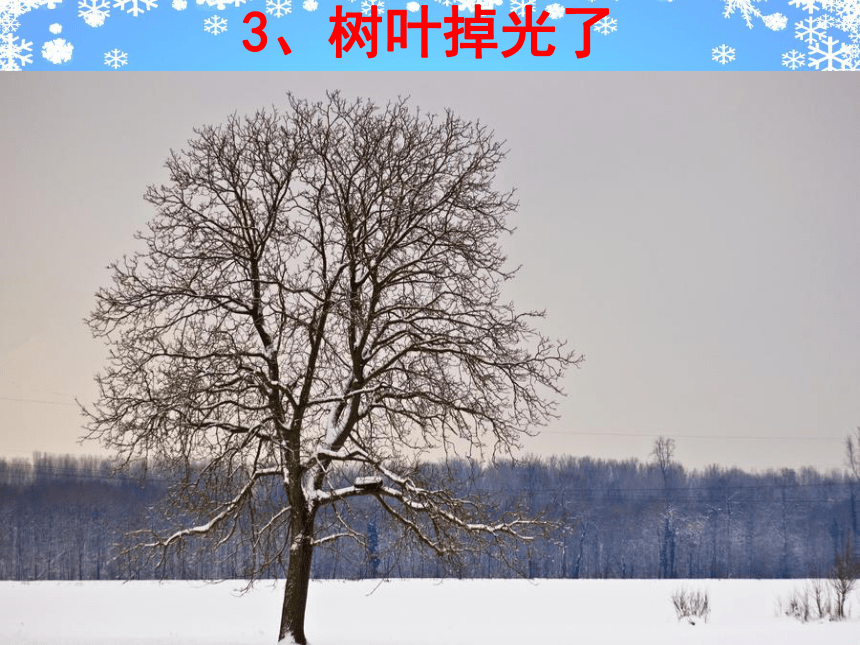 粤教粤科版（2017秋） 一年级上册科学4.12寒冷的冬天  （课件29ppt）
