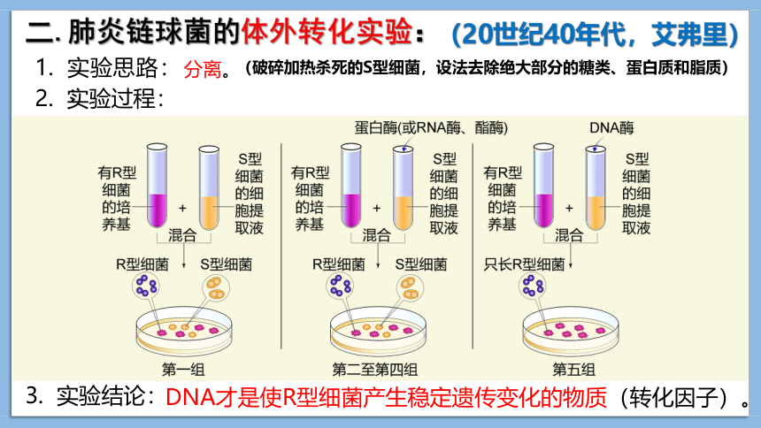3.1DNA是主要的遗传物质课件2020-2021学年高一生物人教版必修二（26张PPT）