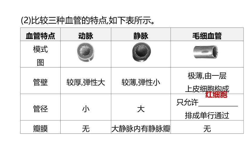 2022年浙江省中考科学一轮复习 第07课时　与人体代谢相关的系统-循环和泌尿（课件 54张PPT）
