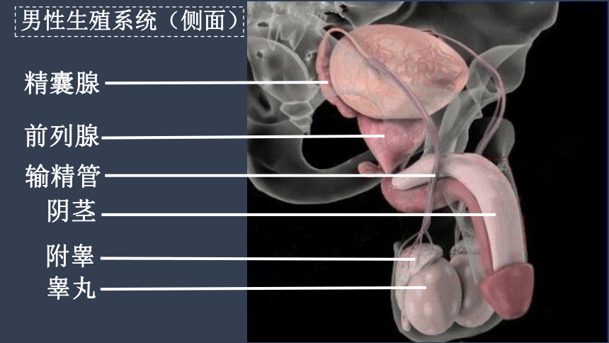 北师大版19.1 人的生殖和发育（第1课时）-2022-2023学年八年级生物上册同步优质教学课件(共41张PPT)