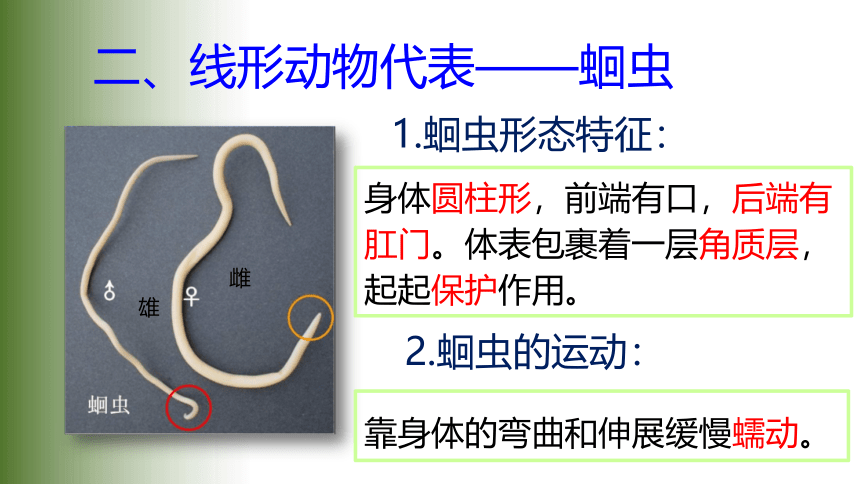 2021——2022学年人教版八年级生物上册5.1.2. 线形动物和环节动物课件（28张PPT）