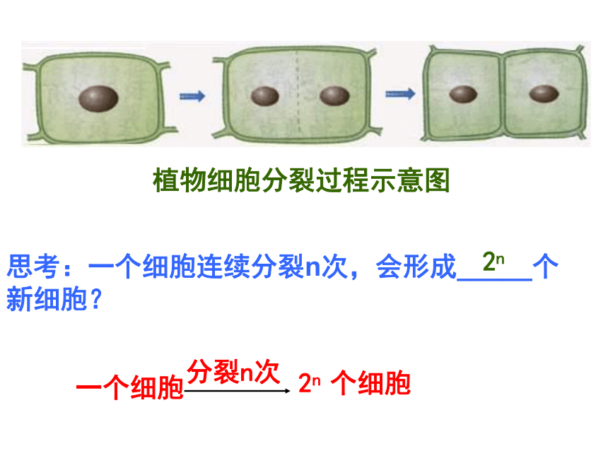 2021-2022学年人教版七年级生物上册第二单元第二章细胞怎样构成生物体复习课件(共46张PPT)