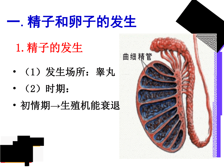 3.1 体内受精和早期胚胎发育课件2020-2021学年高二生物人教版选修三 （68张ppt）