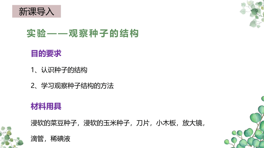 3.1.2种子植物  课件(共36张PPT)2022-2023学年人教版生物七年级上册