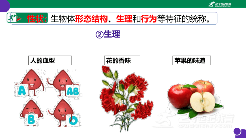 7.2.1 基因控制生物的性状-课件（人教版）(共23张PPT）