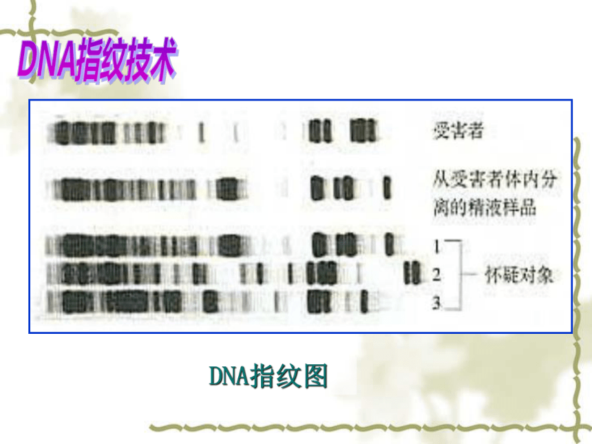 2022-2023学年高一上学期生物人教版必修1-2.3 遗传信息的携带者-核酸课件（19张ppt）