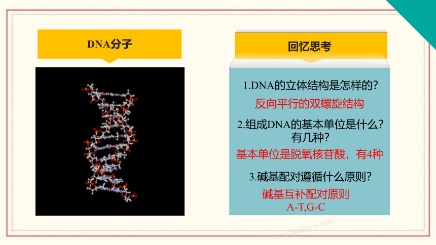 3.3 DNA通过复制传递遗传信息 (共31张PPT)（有1份视频） 高中生物 浙科版 必修二