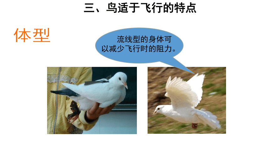 苏科版七年级下册5.12.1鸟类课件(共26张PPT)