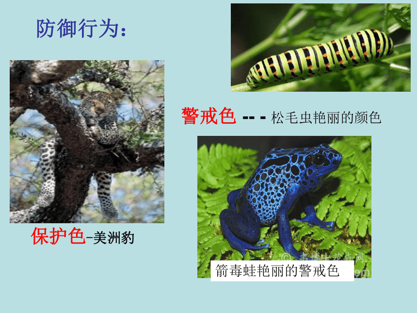 苏教版八上生物 18.1 动物行为的主要类型 课件(共17张PPT)