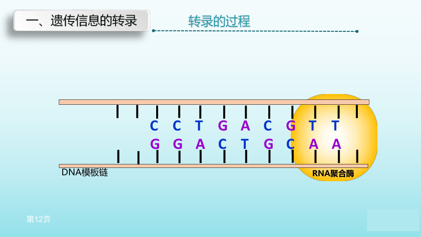 苏教版（2019）高中生物 必修二  2.3.1 DNA分子通过RNA指导蛋白质的合成 课件（共34张PPT）